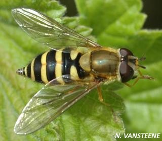 Syrphus ribesii